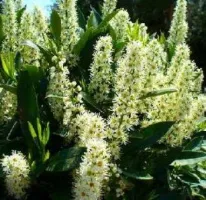 Чай с лавровишней