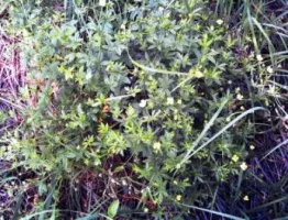 Чай с калганом